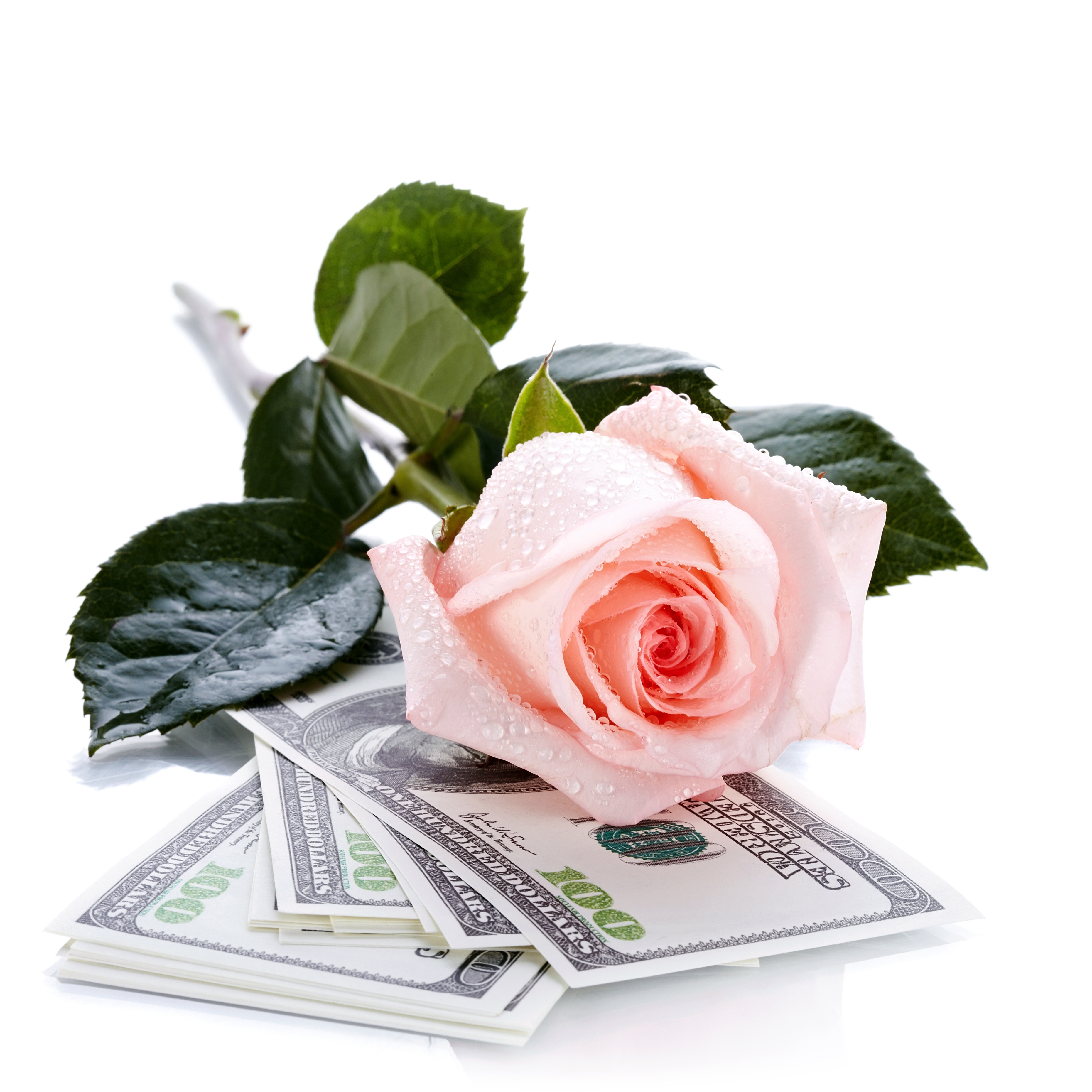 Pink rose flower and money